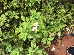Bidens alba