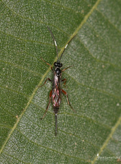 Ischnus inquisitorius