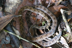 Dendrophidion dendrophis