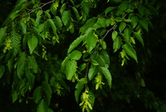 Carpinus caroliniana caroliniana