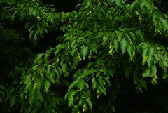 Carpinus caroliniana caroliniana