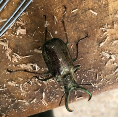 Sphaenognathus giganteus