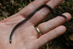 Atractus occipitoalbus