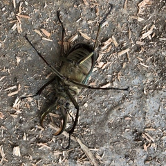 Sphaenognathus giganteus