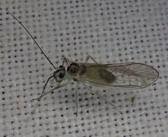 Stenopsocus