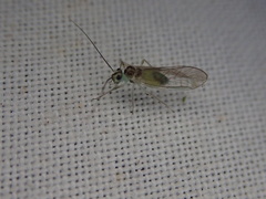 Stenopsocus