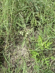 Solanum elaeagnifolium