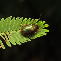 Chrysomelidae