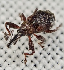 Anthonomus bituberculatus