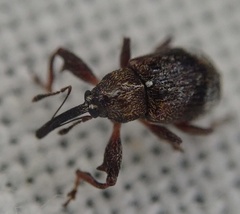 Anthonomus bituberculatus