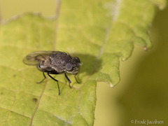 Ephydra