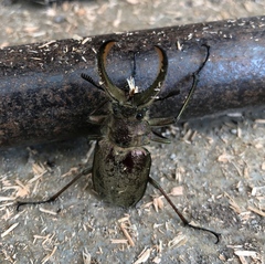 Sphaenognathus giganteus