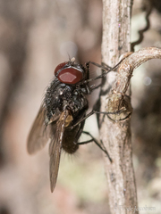 Azeliinae