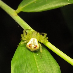 Thomisidae