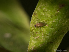 Metopininae