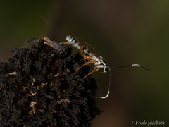 Sphelodon phoxopteridis