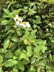 Bidens alba