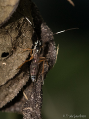 Sphelodon phoxopteridis