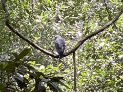 Buteogallus lacernulatus