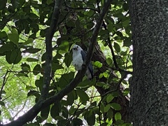 Buteogallus lacernulatus