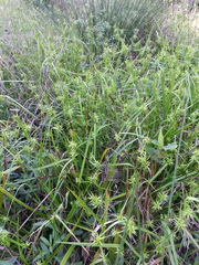 Carex lonchocarpa