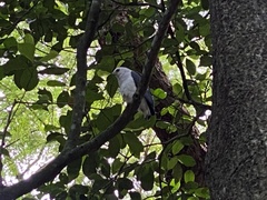 Buteogallus lacernulatus