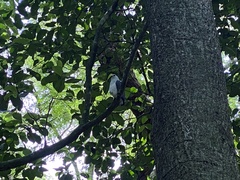 Buteogallus lacernulatus