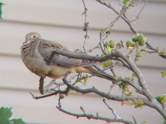 Zenaida macroura carolinensis