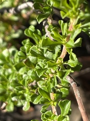 Hibbertia circumdans