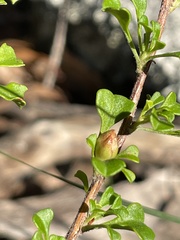 Hibbertia circumdans