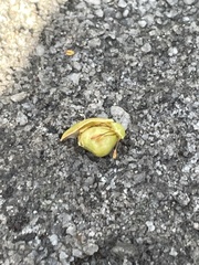 Hibbertia circumdans