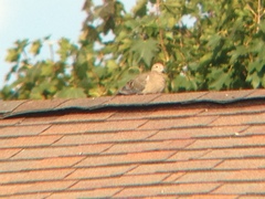 Zenaida macroura carolinensis