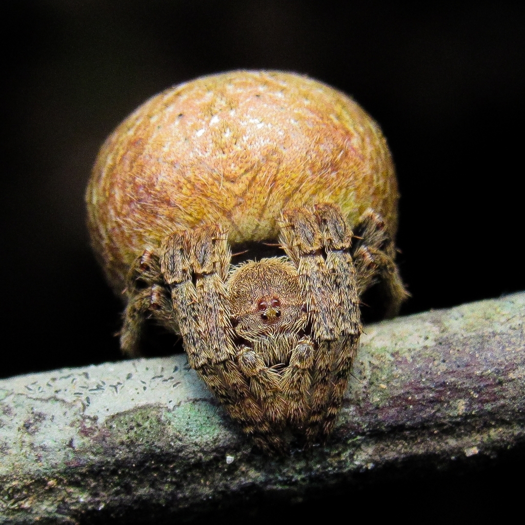 Ladder Spiders