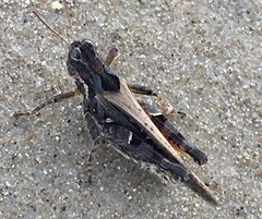 Baeacris