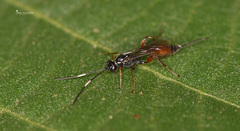 Ischnus inquisitorius