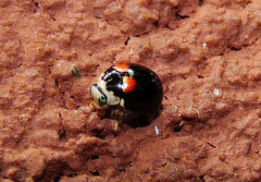 Brachiacantha quadripunctata quadripunctata