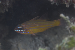 Ostorhinchus properuptus