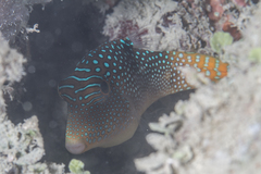 Canthigaster solandri