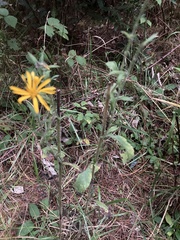 Heterotheca inuloides