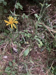 Heterotheca inuloides