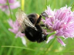 Bombus lapidarius