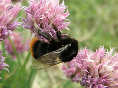 Bombus lapidarius