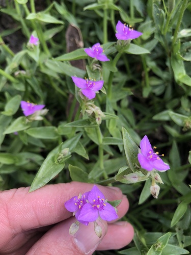 Callisia micrantha, photograph 6