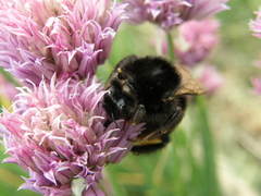 Bombus lapidarius