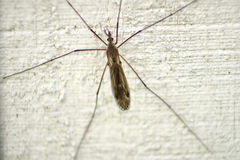 Tipula hermannia