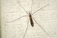 Tipula hermannia