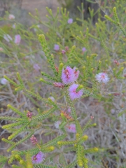 Melaleuca gibbosa