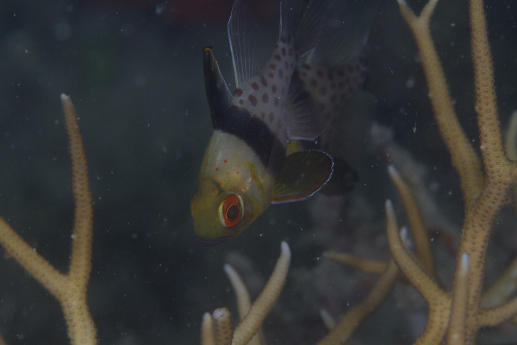 Photo of Pajama cardinalfish (Sphaeramia nematoptera)