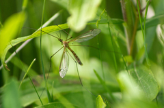 Tipula bicornis
