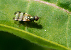 Chaetopsis fulvifrons